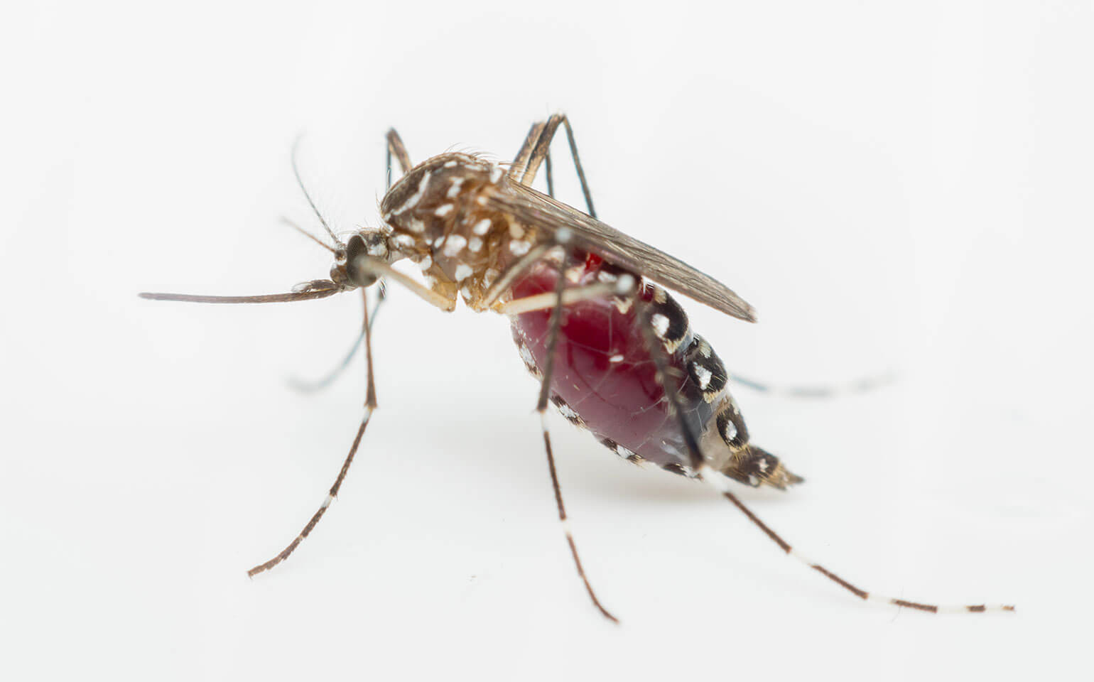 Quais mosquitos podem transmitir a febre amarela?